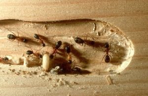 The Dangers of Pests on Wooden Pallets